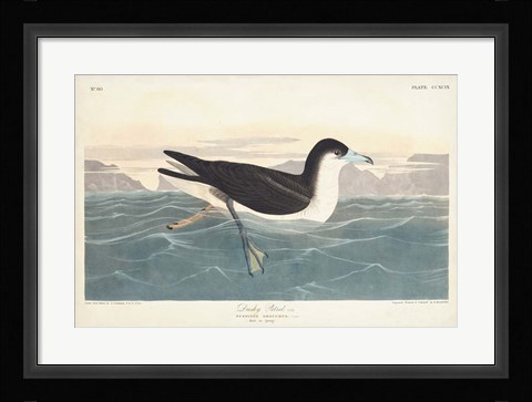 Framed Pl 299 Dusky Petrel Print