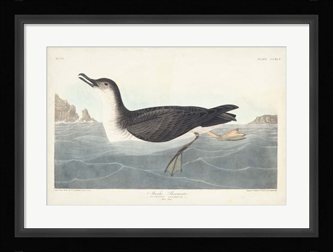 Framed Pl 295 Manks Shearwater Print