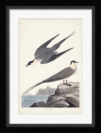 Framed Pl 267 Artic Yager Print