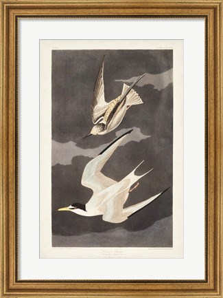 Framed Pl 319 Lesser Tern Print