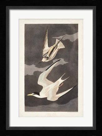 Framed Pl 319 Lesser Tern Print