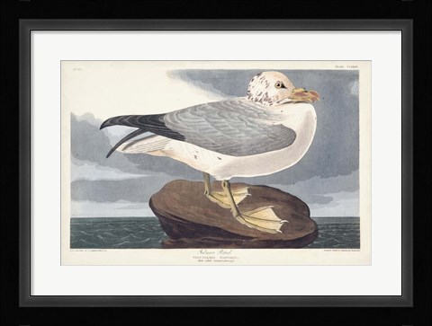 Framed Pl 264 Fulmar Petral Print