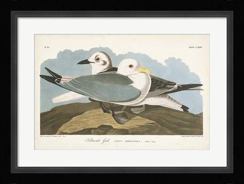 Framed Pl 224 Kittiwake Gull Print