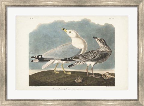 Framed Pl 212 Common American Gull Print