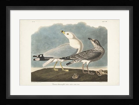 Framed Pl 212 Common American Gull Print
