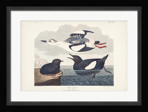 Framed Pl 219 Black Gillemot Print