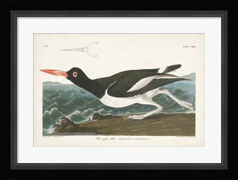 Framed Pl 223 Pied Oyster Catcher Print