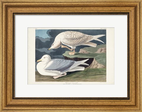 Framed Pl 282 White-winged Silvery Gull Print