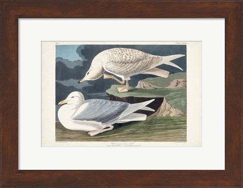 Framed Pl 282 White-winged Silvery Gull Print