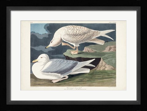 Framed Pl 282 White-winged Silvery Gull Print