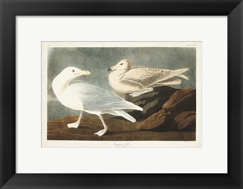 Framed Pl 396 Burgomaster Gull Print