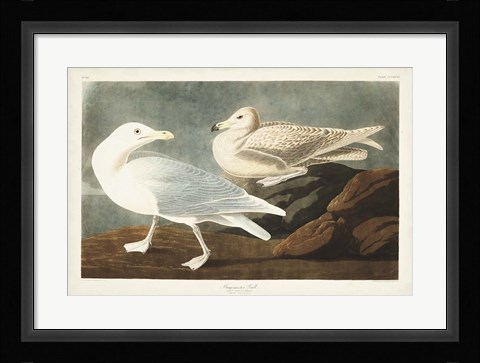 Framed Pl 396 Burgomaster Gull Print