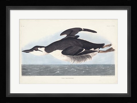 Framed Pl 245 Uria Brunnichi Print