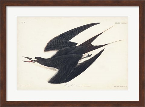 Framed Pl 235 Sooty Tern Print