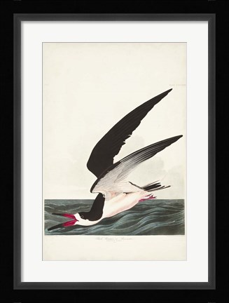 Framed Pl 323 Black Skimmer or Shearwater Print