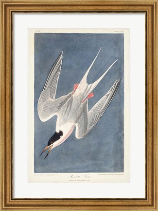 Framed Pl 240 Roseate Tern Print