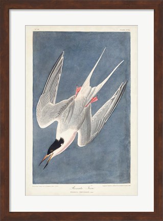 Framed Pl 240 Roseate Tern Print