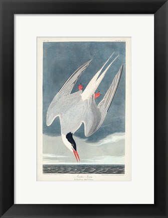 Framed Pl 250 Artic Tern Print