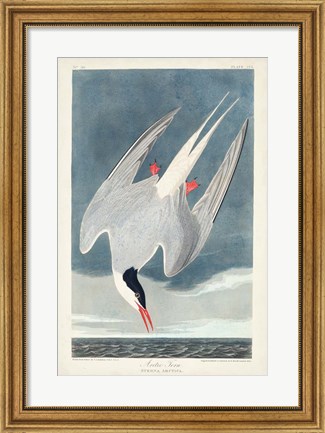Framed Pl 250 Artic Tern Print