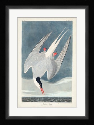 Framed Pl 250 Artic Tern Print