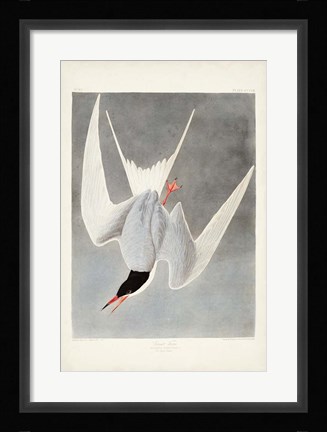Framed Pl 309 Great Tern Print