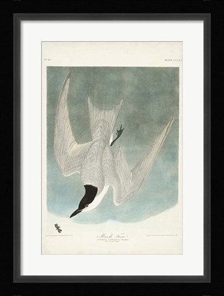 Framed Pl 410 Marsh Tern Print