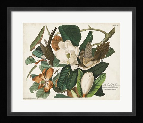 Framed Pl 32 Black-billed Cuckoo Print