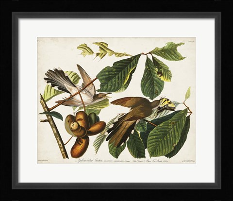 Framed Pl 2 Yellow-billed Cuckoo Print