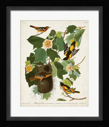 Framed Pl 12 Baltimore Oriole Print