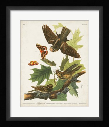 Framed Pl 82 Whip-poor Will Print