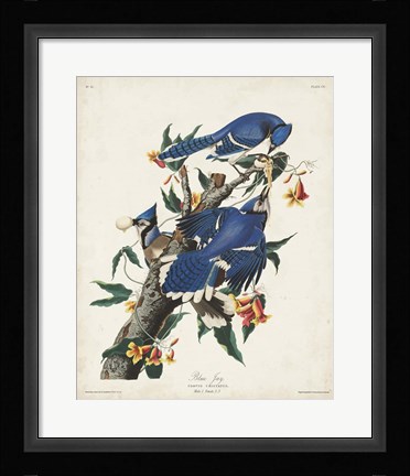 Framed Pl 102 Blue Jay Print