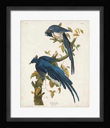 Framed Pl 96 Columbia Jay Print