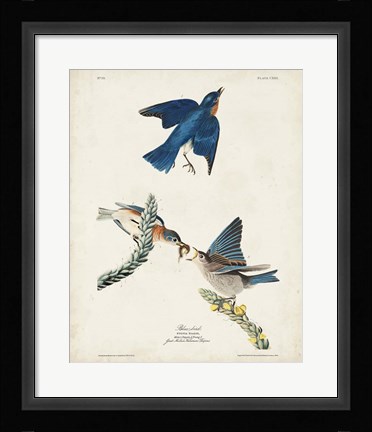 Framed Pl 113 Blue Bird Print