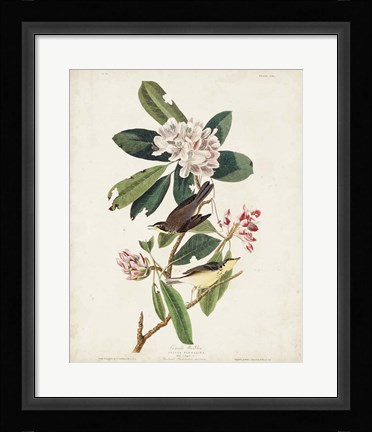 Framed Pl 103 Canada Warbler Print