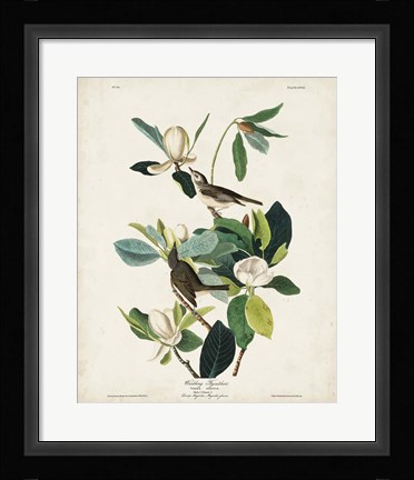 Framed Pl 118 Warbling Flycatcher Print