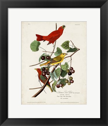 Framed Pl 44 Summer Red Bird Print