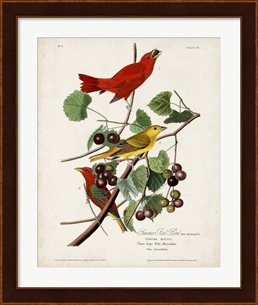 Framed Pl 44 Summer Red Bird Print