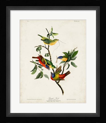 Framed Pl 53 Painted Finch Print