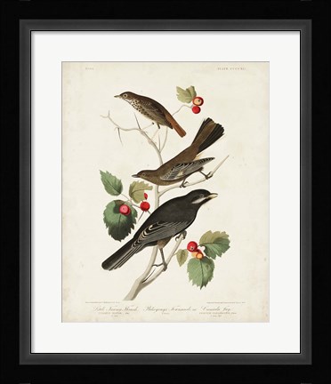 Framed Pl 419 Little Tawny Thrush Print