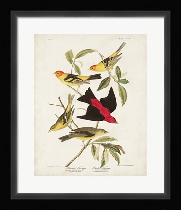 Framed Pl 354 Louisiana Tanager Print