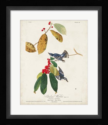 Framed Pl 48 Cerulean Warbler Print