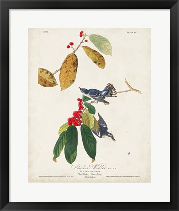 Framed Pl 48 Cerulean Warbler Print