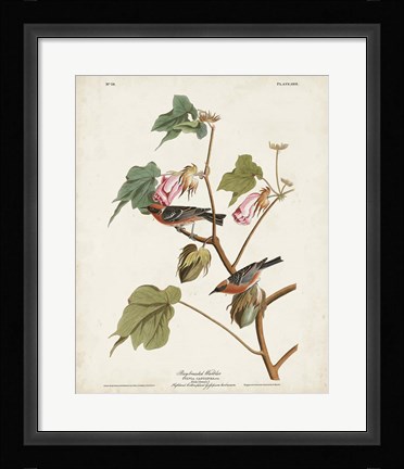 Framed Pl 69 Bay-breasted Warbler Print