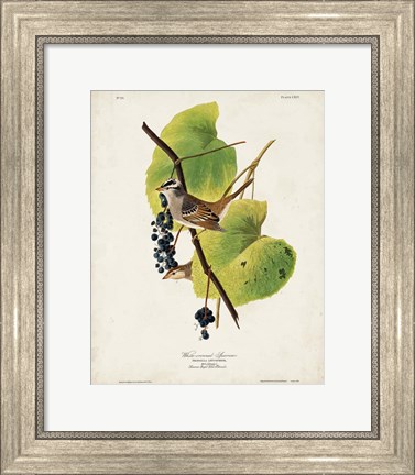 Framed Pl 114 White-crowned Sparrow Print