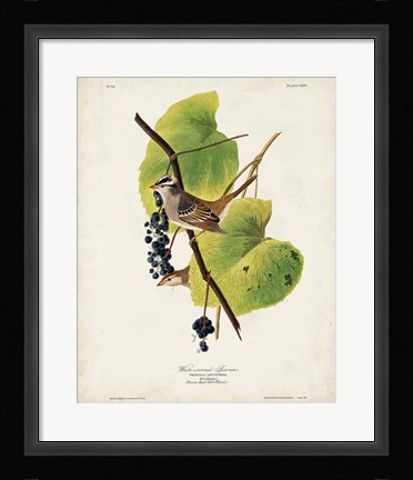 Framed Pl 114 White-crowned Sparrow Print
