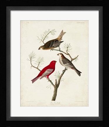 Framed Pl 358 Pine Grosbeak Print