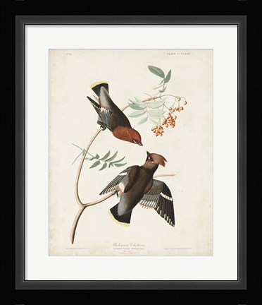 Framed Pl 363 Bohemian Chatterer Print
