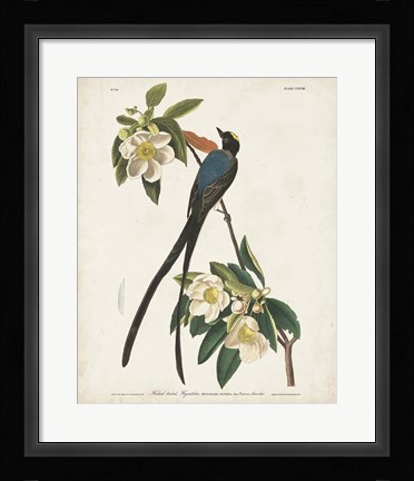 Framed Pl 168 Fork-tailed Flycatcher Print