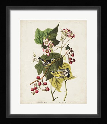 Framed Pl 123 Black &amp; Yellow Warbler Print