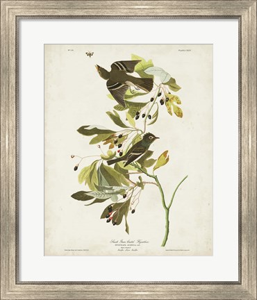 Framed Pl 144 Small Green-crested Flycatcher Print